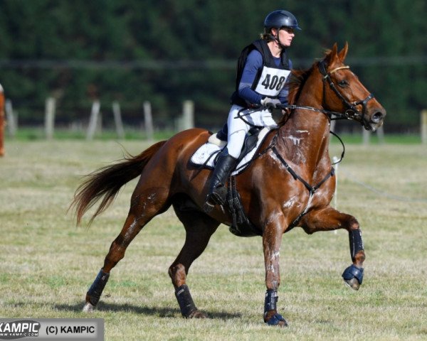 dressage horse Anonymous (New Zealand Warmblood, 2007, from Anamour)