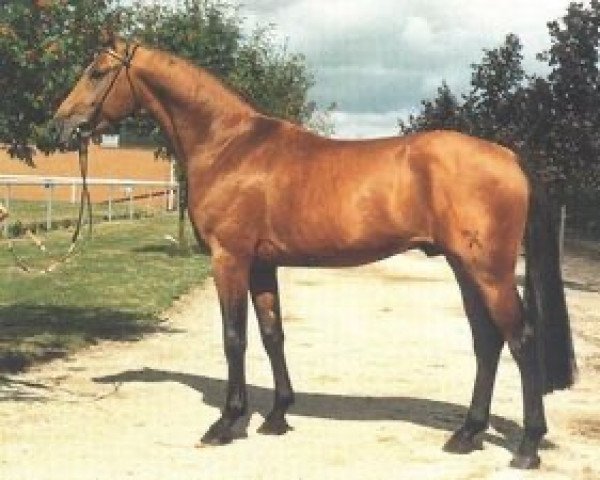 stallion Aalborg (Hanoverian, 1986, from Acapulco 99 FIN)