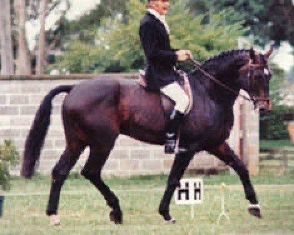 stallion Winnebago (Hanoverian, 1970, from Winnetou)