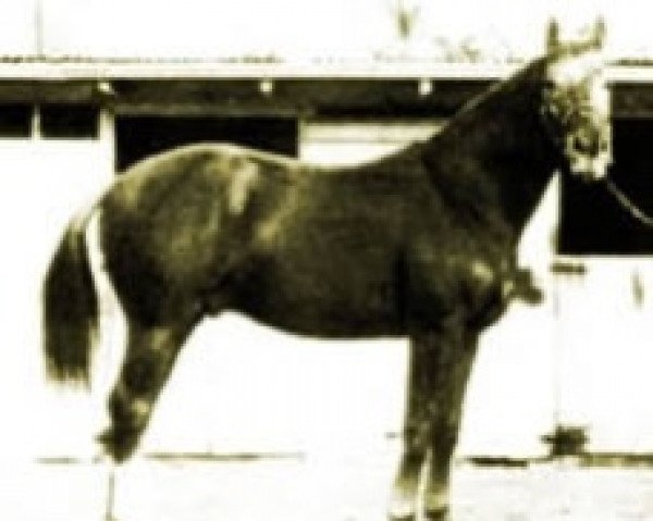 stallion Witzbold (Hanoverian, 1976, from Winnetou)