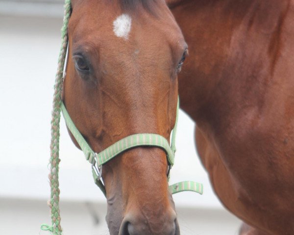 Pferd Geronimo (Hannoveraner, 1995, von Grandseigneur)