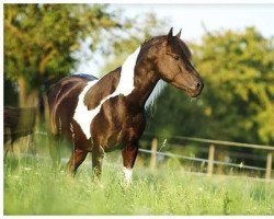 stallion Oki Doki (Lewitzer, 2009, from Olli T.)