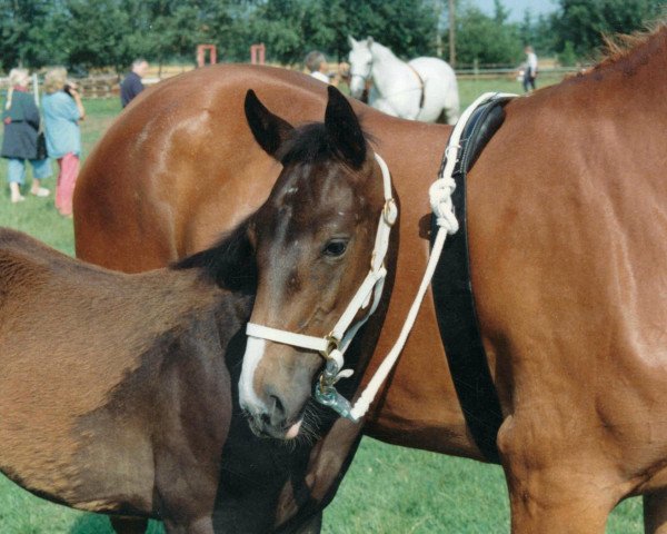 horse Dalou 6 (Westphalian, 1994, from Dramaturg)
