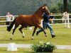 broodmare Lady Luna (Westphalian, 1999, from Lupicor)