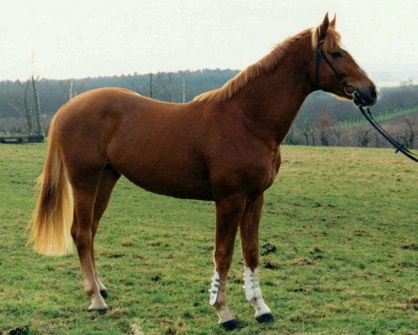 horse Ardency (Westphalian, 1991, from Attraktiv)