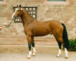 stallion Nashville (Westphalian, 1991, from Quadrivium)