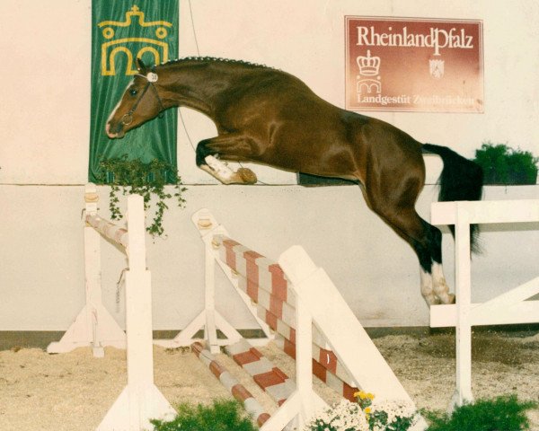 stallion Nashville (Westphalian, 1991, from Quadrivium)