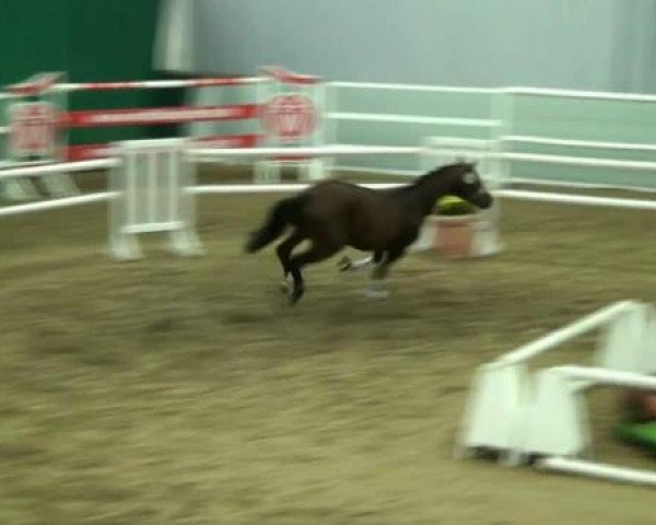 dressage horse Hengst von Lissaro (Westphalian, 2010, from Lissaro)