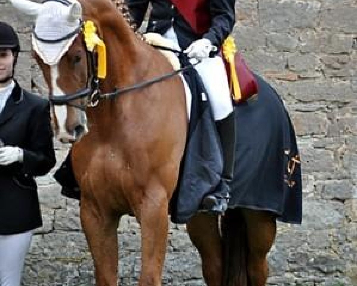horse Westlites Son (Westphalian, 2002, from Westlite)