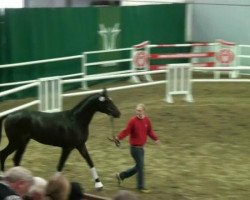 dressage horse Ficochino (Westphalian, 2010, from Fürst Romancier)