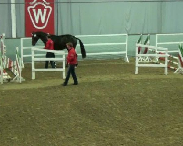 dressage horse Hengst von For Romadour (Rhinelander, 2010, from For Romadour)