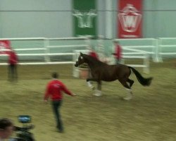 dressage horse Hengst von Florenciano 6 (Westphalian, 2010, from Florenciano 6)