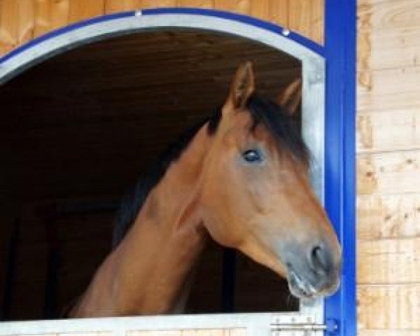 stallion Svendborg (Hanoverian, 2009, from Scolari)