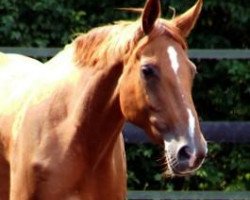 broodmare Wolke (Hanoverian, 2003, from Wolkenstein II)