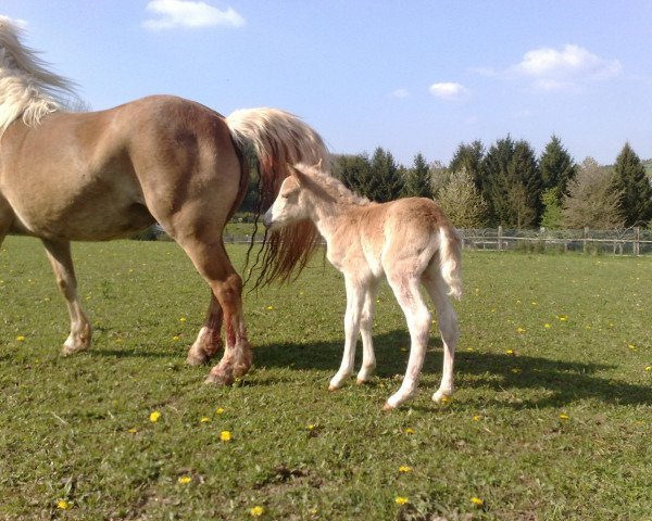 horse Anka (Haflinger, 2009, from Akitan)