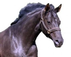 broodmare Wehga (Hanoverian, 1996, from Weltmeyer)