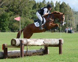 dressage horse Royal Genie (New Zealand Warmblood, 2009, from Royal Blend)