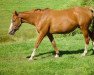 broodmare Genevieve (New Zealand Warmblood, 1990, from Genius)