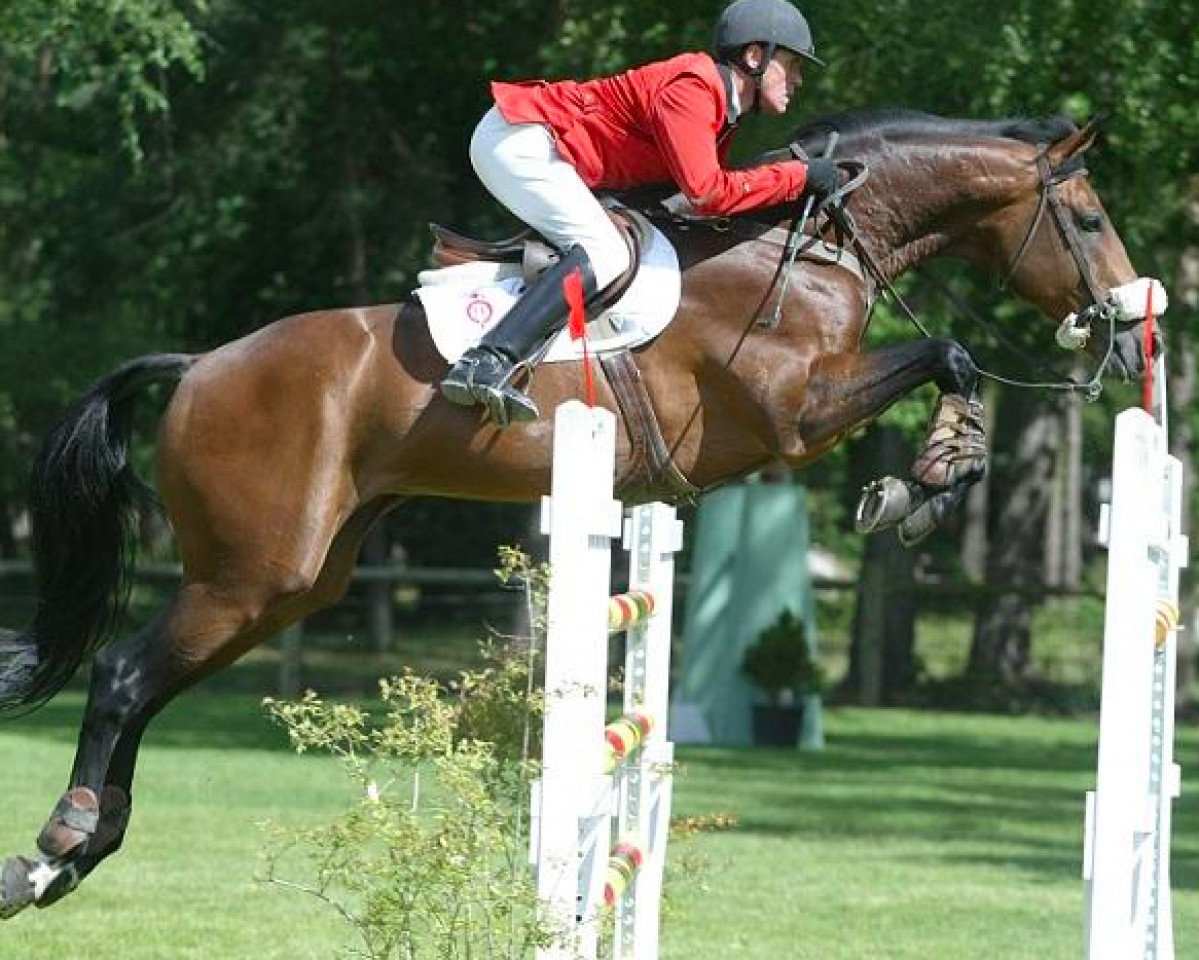 stallion Iolisco de Quinhon (Selle Français, 1996, from Olisco)