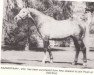 stallion Kazakstaan xx (Thoroughbred, 1967, from Never Say Die xx)