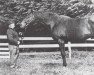 stallion Le Filou xx (Thoroughbred, 1946, from Vatellor xx)