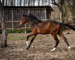 Pferd Florentiam de Gilián (Ungarisches Warmblut, 2021, von Zapatero VDL)