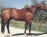 stallion Genius (Hanoverian, 1980, from Garibaldi I)