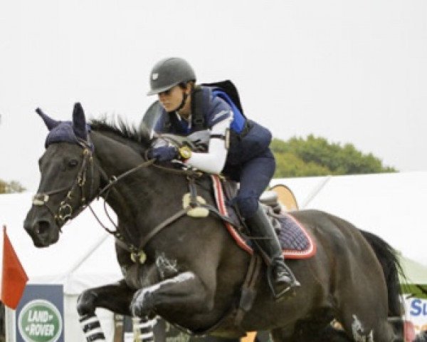 dressage horse Henton After Dark (New Zealand Warmblood, 2001, from Anamour)