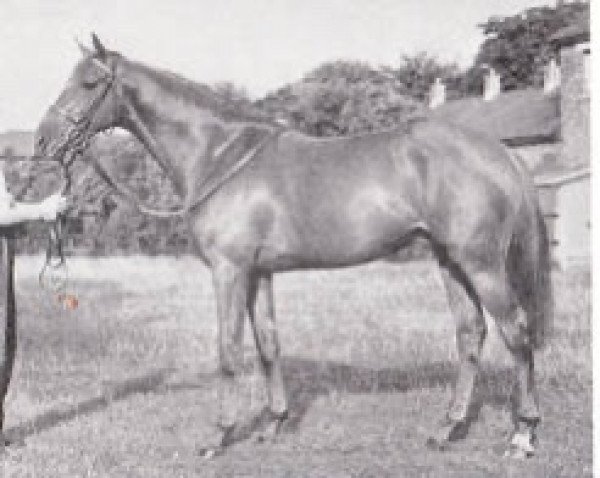 stallion Jekyll xx (Thoroughbred, 1951, from Alycidon xx)