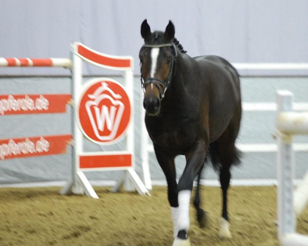 dressage horse Hengst von Starnberg (Westphalian, 2010, from Starnberg)