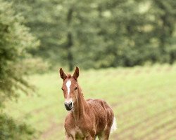 Springpferd Frieda Sturm (Westfale, 2022, von For My Pleasure)