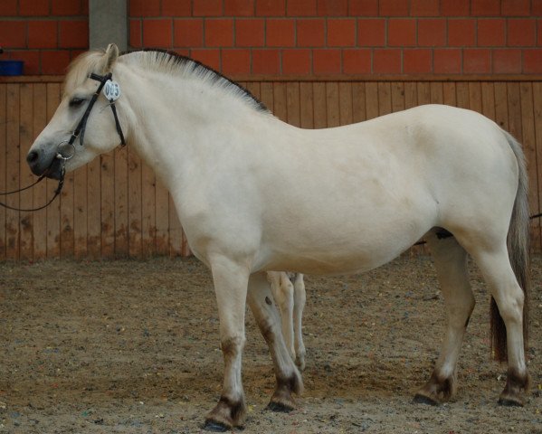 Pferd Klosterhof's Jojo Baroness (Fjordpferd, 2018, von Solfin Skovå)