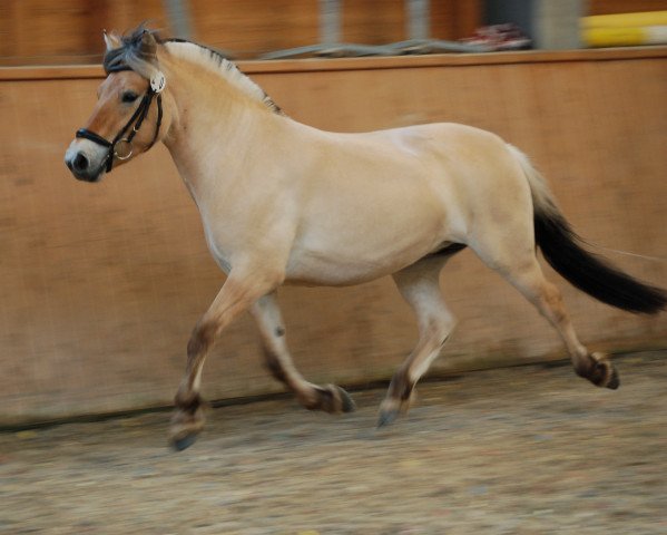 horse Lüttje-Lydissa (Fjord Horse, 2019, from Golf Gudenå)