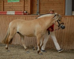 horse Jorid (Fjord Horse, 2019, from Vacceur)