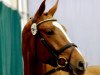 dressage horse Hengst von Zack (Oldenburg, 2010, from Zack)