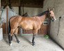 broodmare Lola Go (Westphalian, 2016, from Lohengrin T)