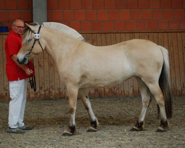 horse Helgrit (Fjord Horse, 2019, from Glød)