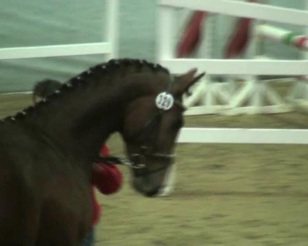 dressage horse Soul (Westphalian, 2010, from Son of Cologne)