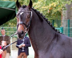 dressage horse Hengst von Sunday (Westphalian, 2010, from Sunday)