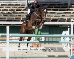 jumper Chakkata (Hanoverian, 2012, from Chacco Gold)