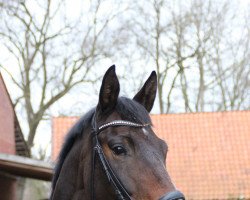 dressage horse Dance Away (Hanoverian, 2010, from De Niro)