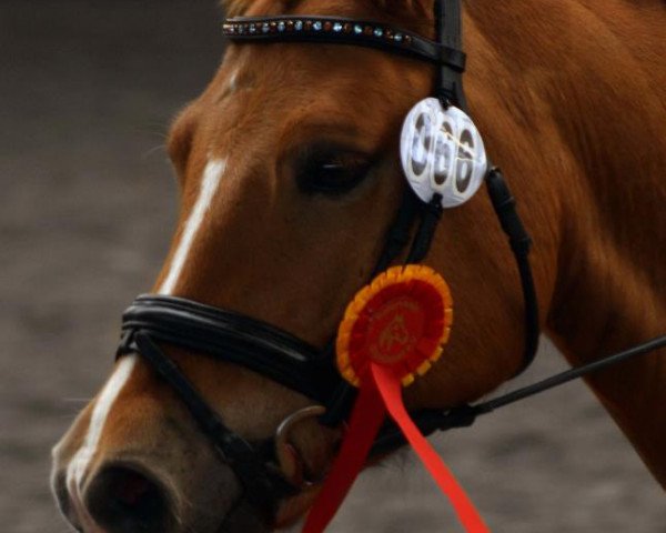 dressage horse Sandmans Phil (Haflinger, 2003, from Starobin)