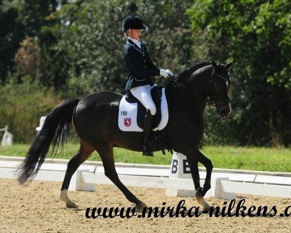dressage horse DHI Peppino (German Riding Pony, 1995, from Power Man)