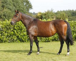 broodmare Orlis I (Holsteiner, 1999, from Calido I)