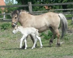 Pferd Lukas (Fjordpferd, 2008, von Resen N.2673)