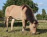 broodmare Lina (Fjord Horse, 1992, from Leon)