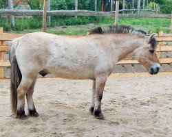 Pferd Leo (Fjordpferd, 1998, von Joern)