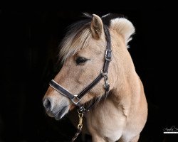 broodmare Rike (Fjord Horse, 2009, from Resen N.2673)