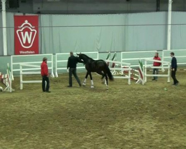 dressage horse Floriano 58 (Westphalian, 2010, from Fürstenball)