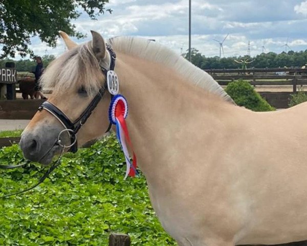 horse Kjara (Fjord Horse, 2019, from Haribo von Dreilinden)